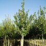 Acer rubrum 'Scanlon'